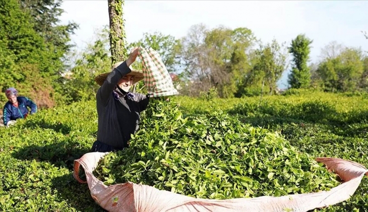 Çaykur dan çaya yüzde 24 zam geldi: Çaykur çay fiyatları! İşte Çaykur zam açıklaması!