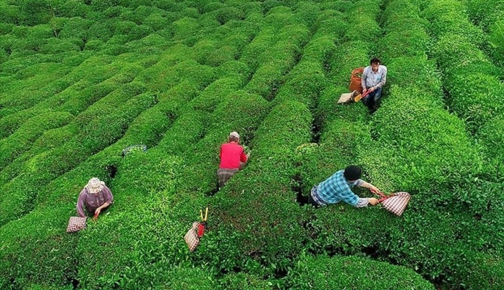 ÇAYKUR dan son dakika müjdesi: Yaş çay bedeli ve organik çay desteği hesaplara yattı! Yarın hemen alabilirsiniz!