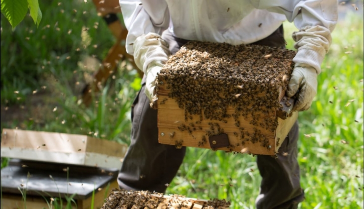 Arıcılık yapmak isteyenlere müjde! Devlet yüzde 70 hibe verecek! Kavanozunu 400 e satabilirsiniz!
