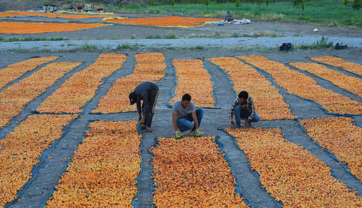 Kuru meyvede ihracat şampiyonu belli oldu! 402 milyon dolar gelir sağlandı!