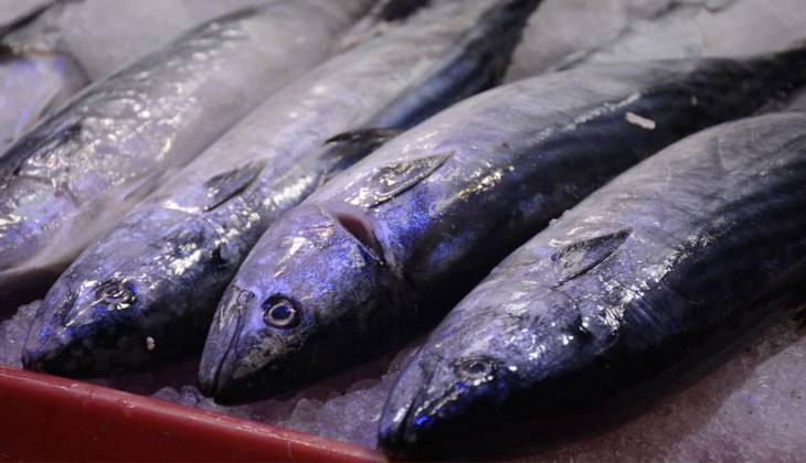 Ankara Balık Hal fiyatları belli oldu! Hamsi, Lüfer, İstavrit ne kadar? 10 Ekim 2022 fiyat listesi...