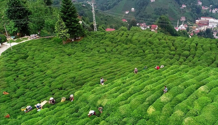 Çay destekleme ödemeleri ne zaman yapılacak? 2023 Çaykur Çay desteklemeleri yattı mı?