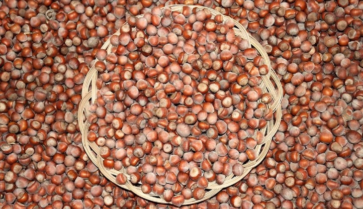 TMO fındık taban fiyatları: Fındık fiyatları açıklandı mı, ne zaman açıklanacak 2023?