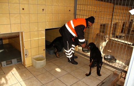 Tepeören Sokak Hayvanları Barınağı