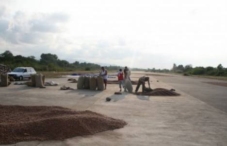 Ordu Ünye'deki havaalanı fındık harmanı oldu!