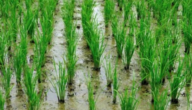 Kuraklık, Edirne'de bu yıl çeltik rekoltesini düşürdü