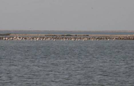  İzmir Kuş Cenneti'ndeki Kuluçka Adası'nın restorasyon çalışmaları tamamlandı!