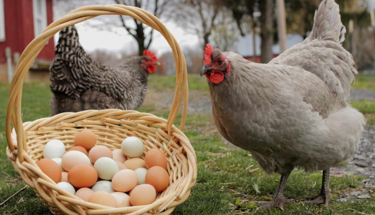 O markette 30 lu L boy yumurta 59 TL ye düştü! Bu fırsatı kaçırmayın