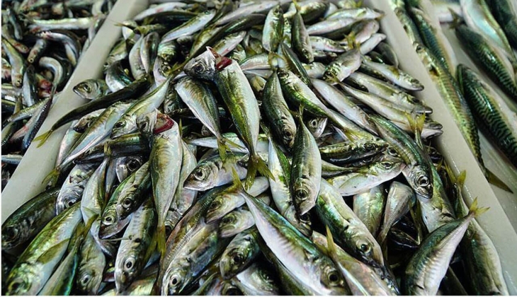 Ankara Balık Hal'inde İstavrit ve hamsi ne kadar? İşte 21 Ekim 2022 fiyat listesi