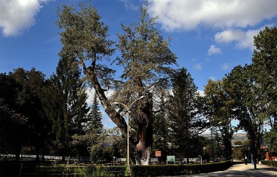 Tokat Turhal da 14 milyon TL ye satılık 34 iş yeri!