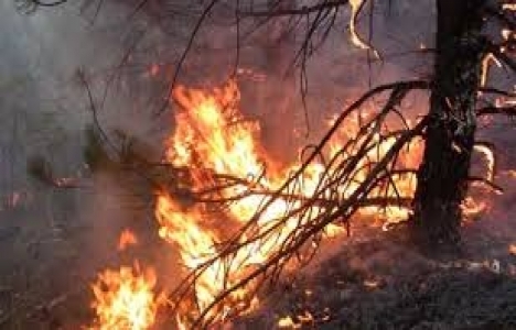 Alanya'da orman yangını!