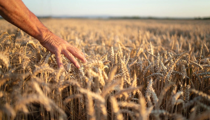 TMO dan çiftçilere müjde! Prim desteği süresi uzatıldı! Buğday, arpa fiyatları bugün kaç TL? 1 Eylül 2022 fiyat listesi