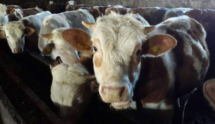 Yeniden ithalata döndük! Beklenen hayvanlar geldi! Tarım Kredi ile et ve süt kurumunda satılacak