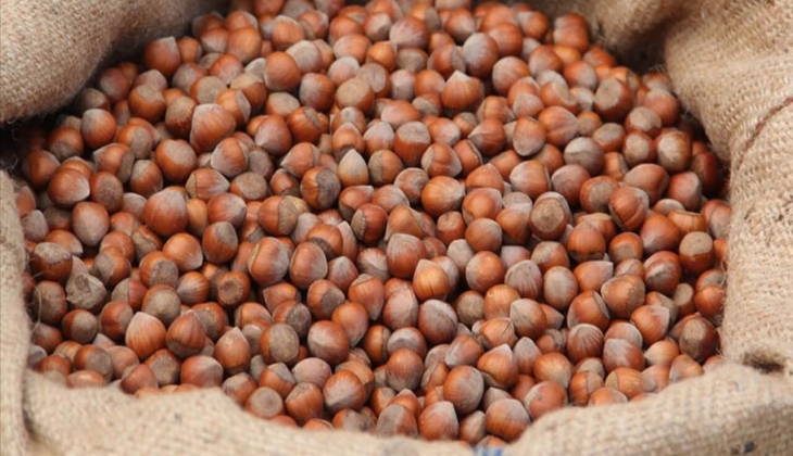 Fındık fiyatlarına zam geldi mi? Güncel fındık fiyatları ne kadar oldu? 3 Mayıs 2023 fındık fiyat listesi