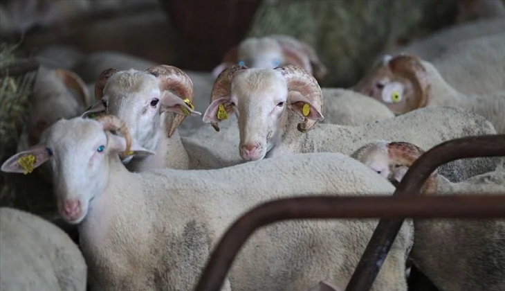 Kurban keseceklere kırmızı kodlu uyarı! Kurallara uymayanlara peş peşe ceza yağacak!