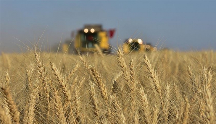 Tohumluk buğday fiyatları yüzde 218 zamlandı! Geçen sene sadece bu kadardı! 4 Ağustos 2022 fiyat listesi...