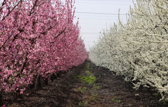 Hatay Amik Ovası icradan satılığa çıkarıldı!