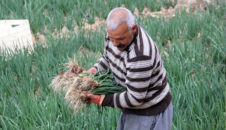 Üretici isyan etti! Tarlada farklı markette farklı