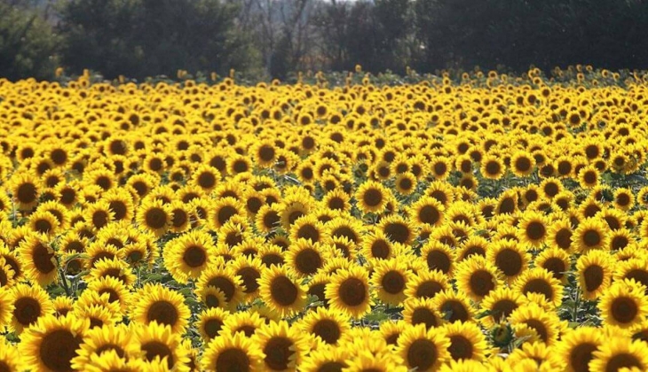 EYT li emekli göçü başladı! O illerde emlak fiyatları katlandı!
