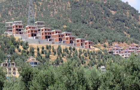 Zeytinlik alanlarına yazlık site inşaatı!