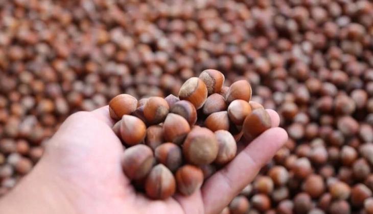 Fındık fiyatları 100 TL olmalı çağrısı! Güncel fındık fiyatları ne kadar? 17 Mayıs 2023 fındık fiyatları