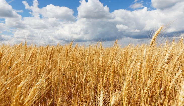 Bakan Kirişci resmen açıkladı! Buğday fiyatları düştü! İşte borsa borsa 12 Ekim 2022 fiyat listesi...