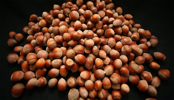 Ticaret borsalarında 621 bin tonu aşkın fındık işlem gördü! İşte son dakika fındık fiyatları!