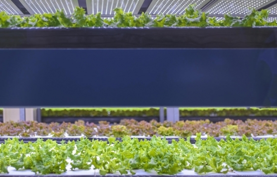 1 milyon metrekarelik dikey tarım fabrikası kurulacak!