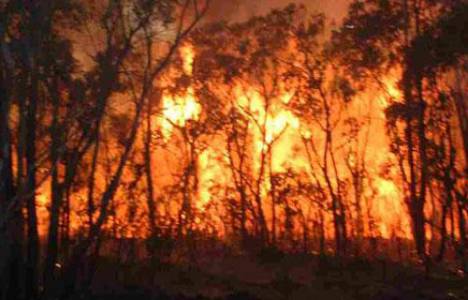 Gümüşhane'de orman yangını meydana geldi!