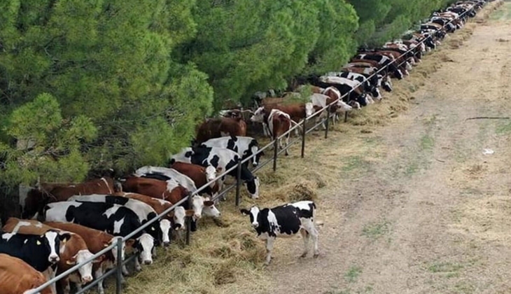 Süt satışlarında şok gelişme! TİGEM de zarar etti