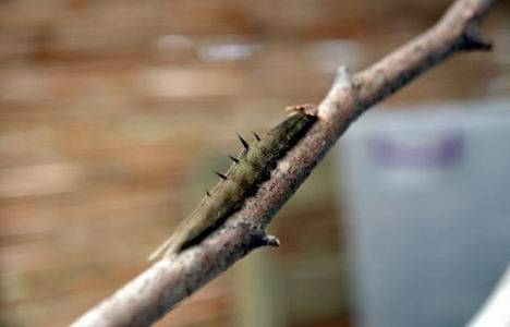 İstanbul Kelebek Çiftliği, Beykoz Zerzevatçı Köyü nde açıldı!