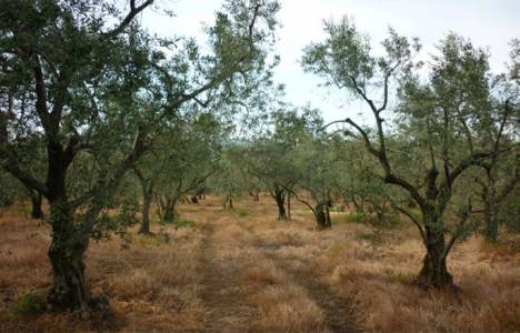 Zeytin alanları madenciliğe ve enerji yatırımlarına açılıyor mu?