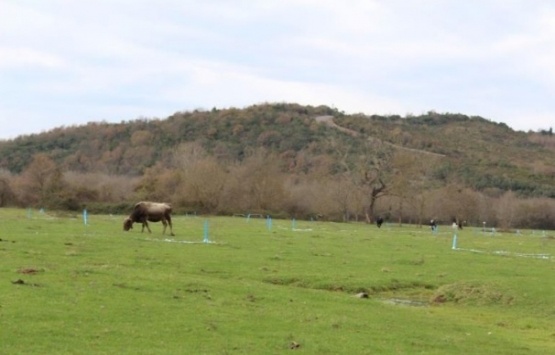 Mustafa Vehbi Koç Golf Tesisi için imar planı hazırlandı!