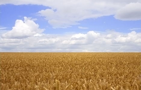 Tarla arazi kira sözleşmesi!