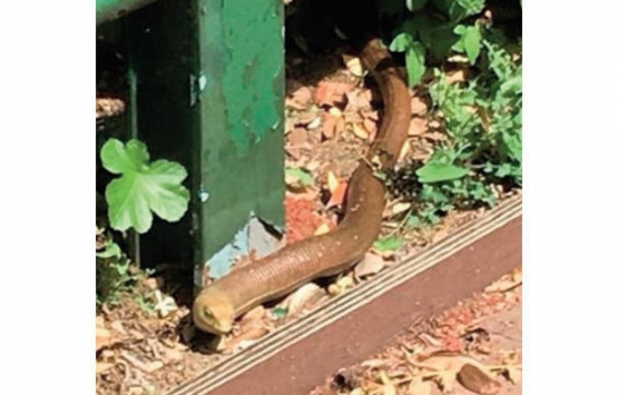 Bahçeşehir Gölet’teki inşaat çalışmaları doğal yaşamı etkiledi!