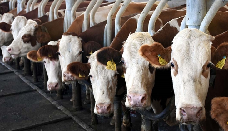 10 değil 20 değil yüzde 35 zam! Et ve süt ürünlerine dev zam kapıda! 