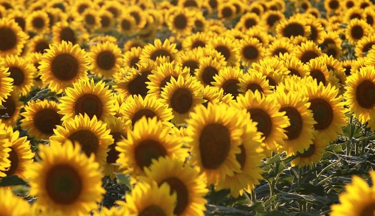 Çiftçiler ayçiçeği ekimlerine yeniden başladı! Ayçiçeği fiyatları ne kadar? Borsalarda yağlık ayçiçek kaç TL?