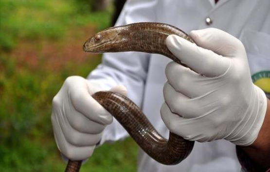 Bahçeşehir Gölet’teki inşaat çalışmaları doğal yaşamı etkiledi!