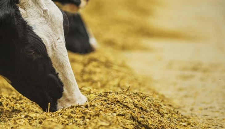 Yem fiyatları aldı başını gidiyor! Yetiştiriciler kara kara düşünüyor