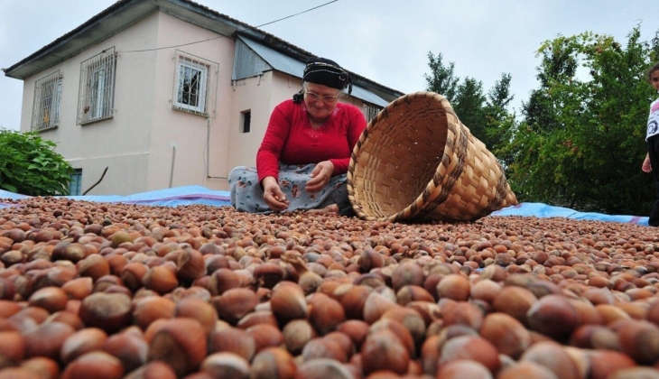 Çiftçiler dikkat! İl il fındık fiyatları açıklandı! 24 Mart 2023 fiyat listesi