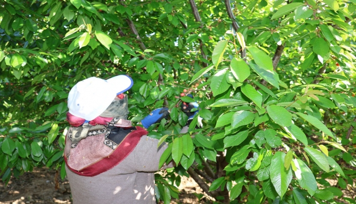 Kirazda hasat coşkusu! Bu yıl kiraza doyacağız ama fiyatlar şimdilik el yakıyor! 