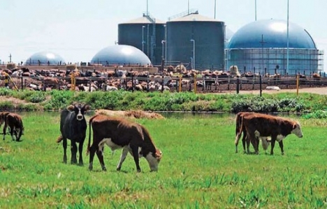 İzmir Foça'ya 66 bin TL'ye biyogaz santrali kuruluyor!