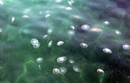 Prof. Dr. Melek Okyar dan müsilaj açıklaması! Marmara Denizi nde...