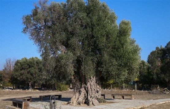 İzmir Doğanbey’deki imar iznine tepki!