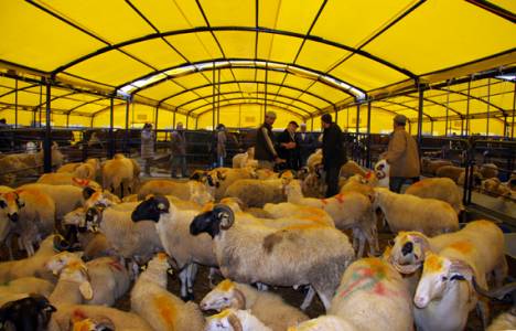 Kurban kesim yeri nasıl olmalı?