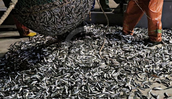 Ankara Balık Hal inde İstavrit ve hamsi ne kadar? İşte 21 Ekim 2022 fiyat listesi