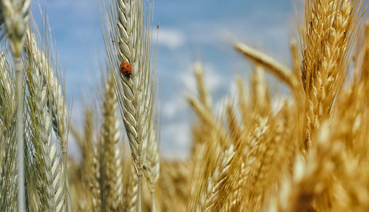 Buğday, arpa, mısır fiyatları yeni aya nasıl başladı? Çiftçiler hemen son dakika fiyatlara bakın!