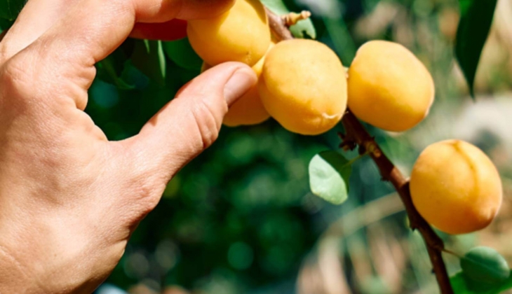 Organik tekstil ürün satışı ile tanınan Ceres Tekstil konkordato ilan etti!