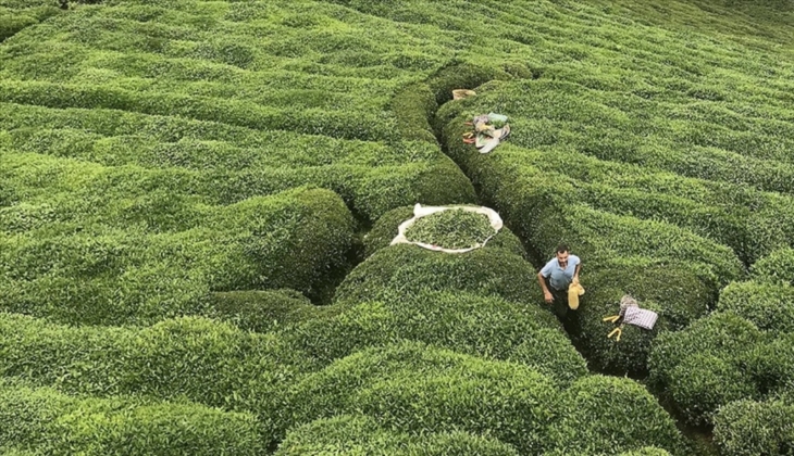 Eylül 2024 çay parası ödemeleri için tarih belli oldu! Çaykur yaş çay destekleme ödemeleri ne zaman yatırılacak?