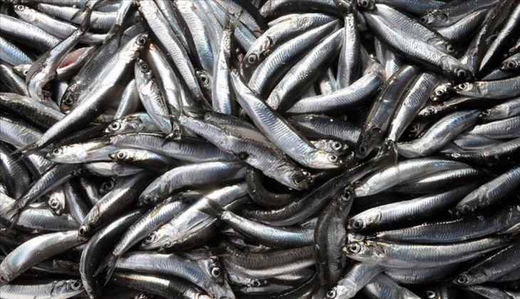 Havalar soğudu hamsi irileşti ama cep yakıyor! Peki hamsinin kilosu kaç para oldu?